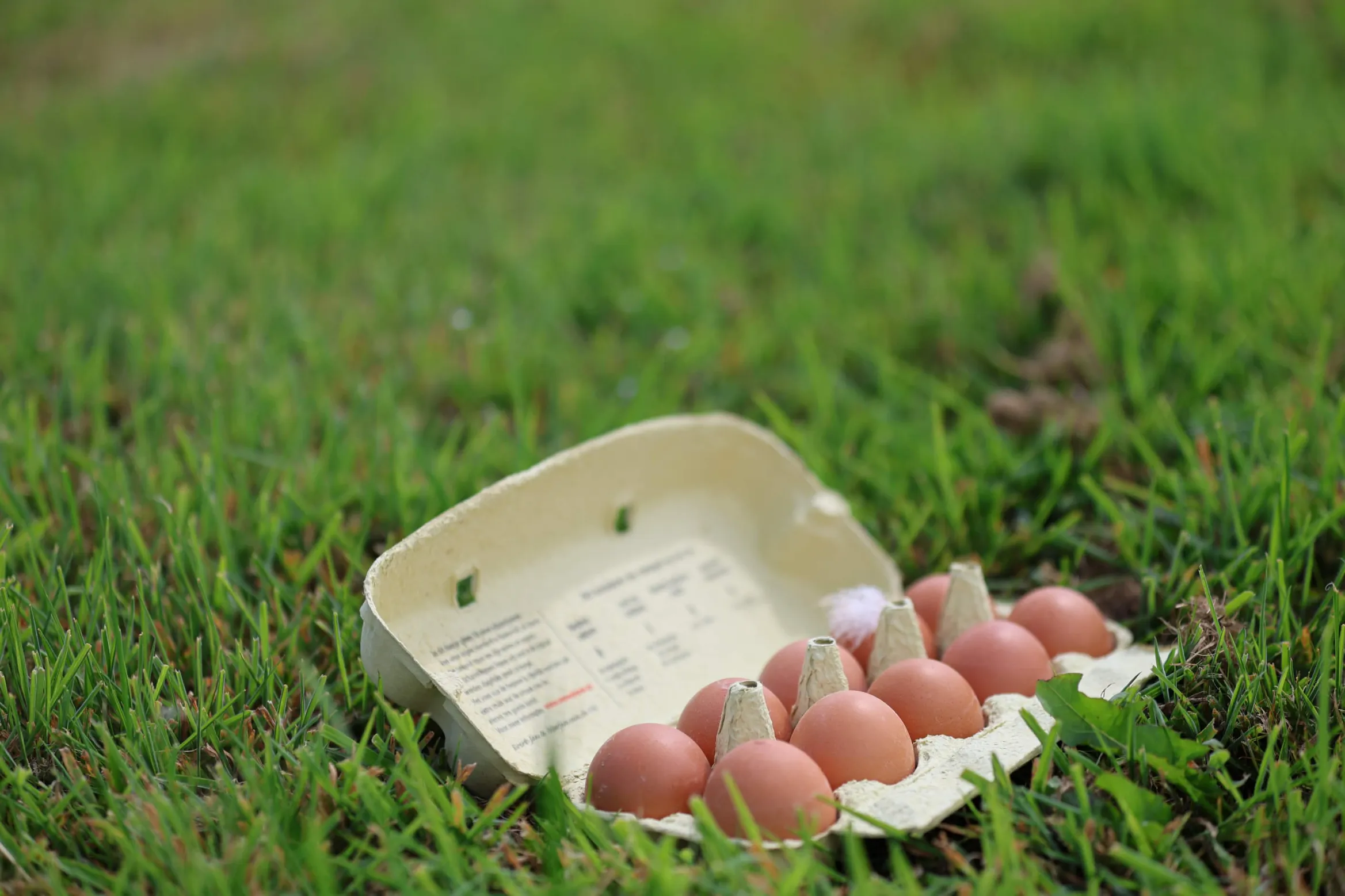 Verse eieren van EggPoint
